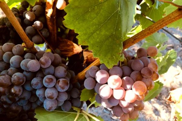 GRENACHE GRIS