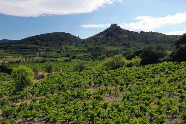 AGUILAR ET VIGNE SACRE BONHOMME